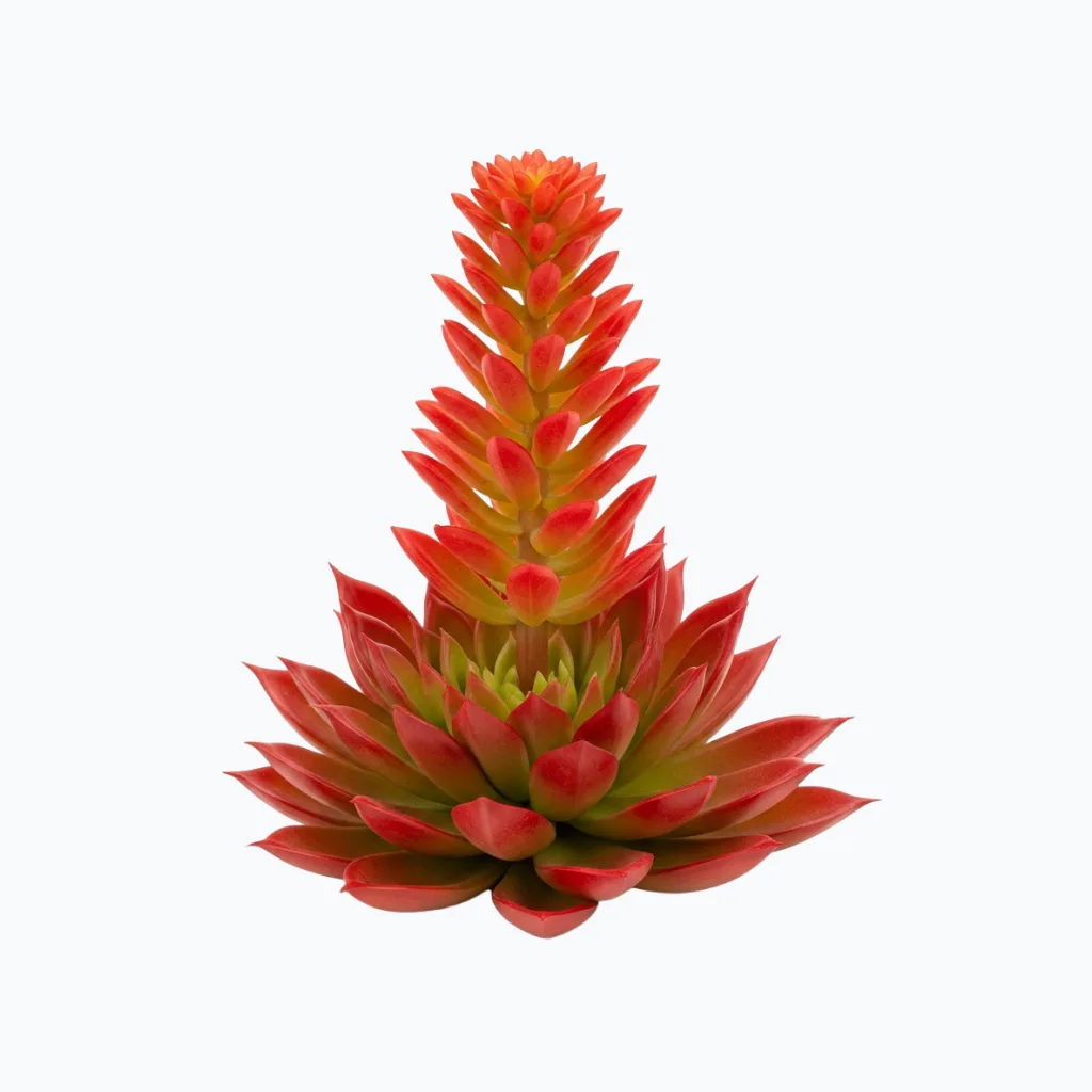 UV-Proof Red-Orange Echeveria