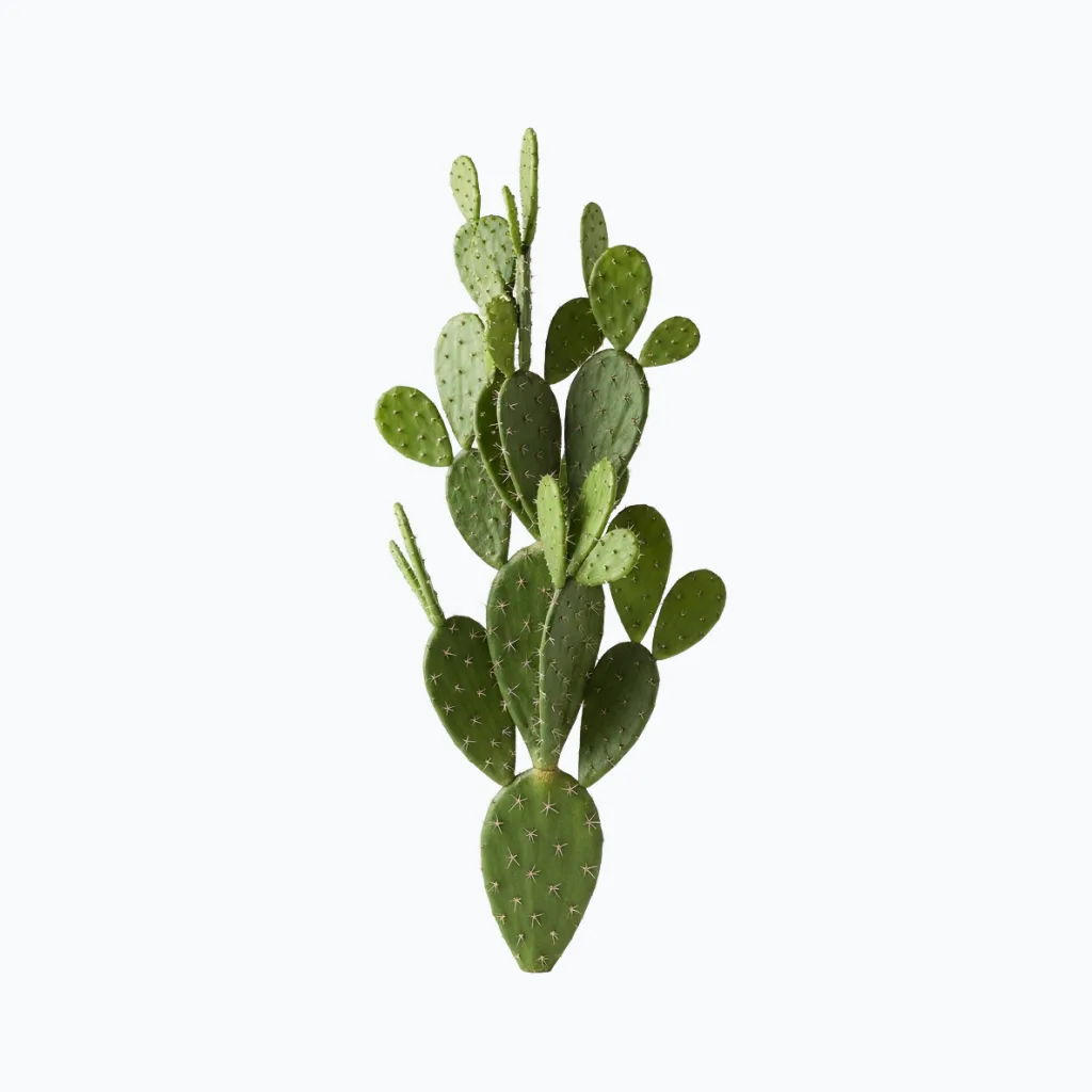 Artificial Prickly Pear Cactus