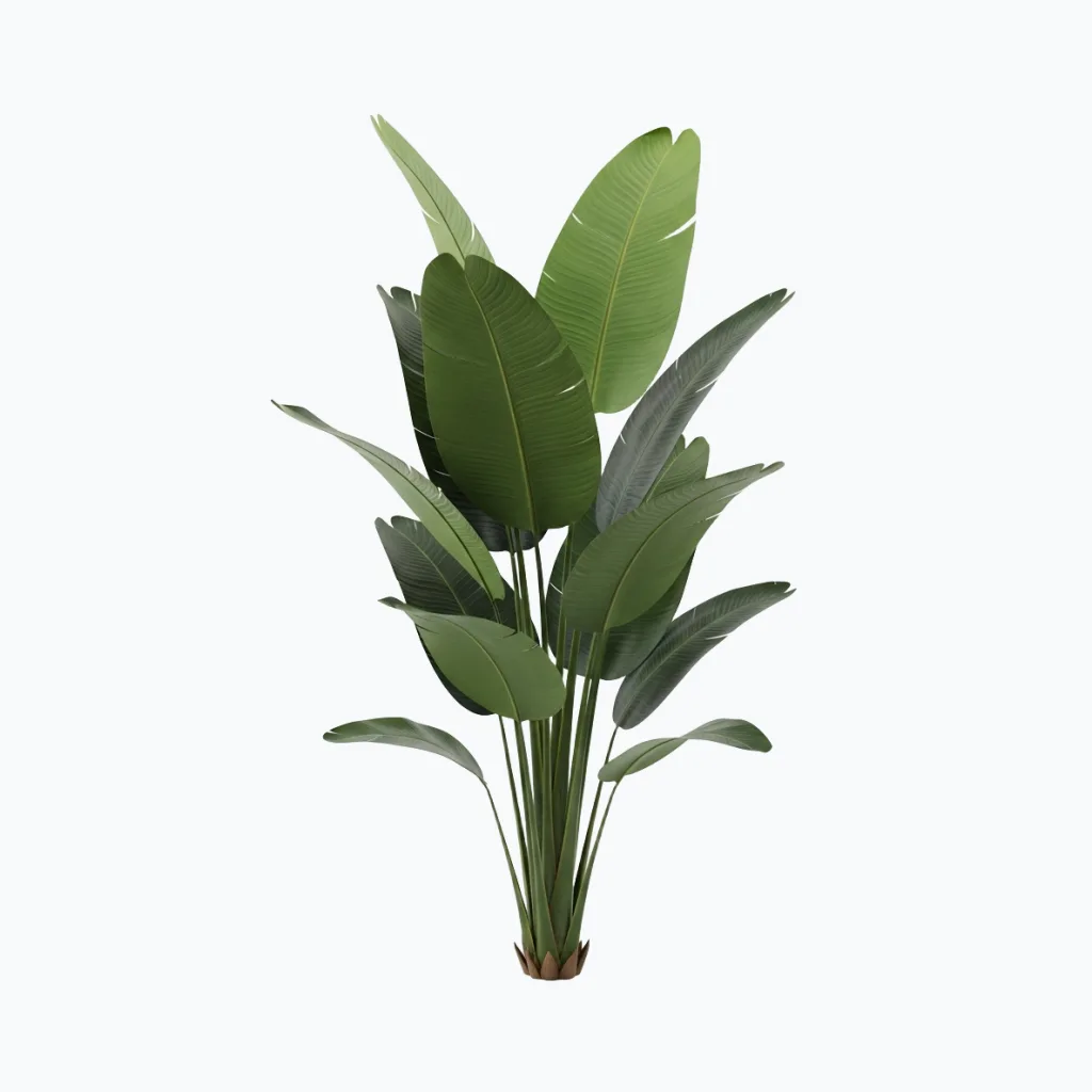Artificial Traveler Palm